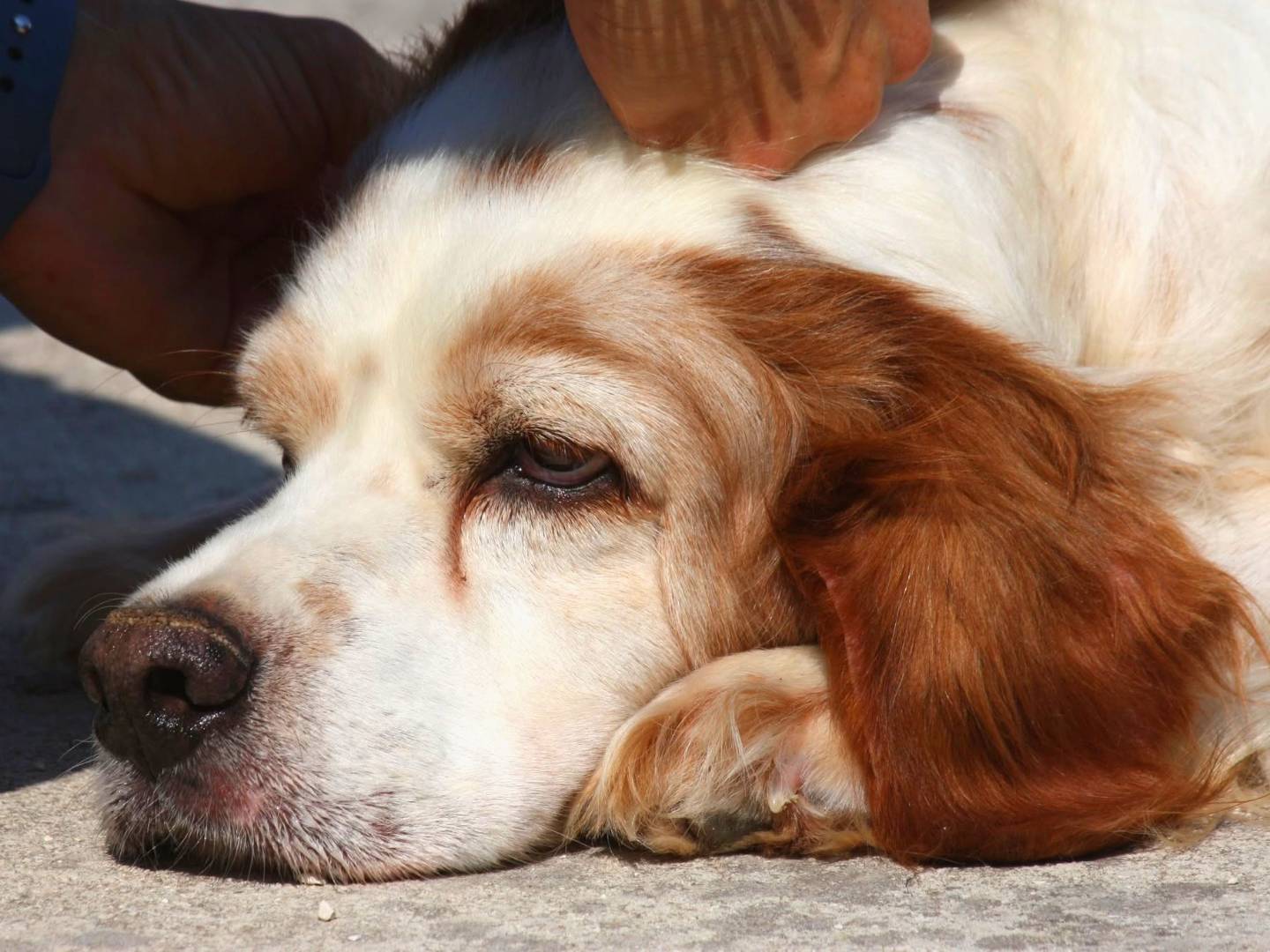 Adozione cane, maschio, Breton Razza sconosciuta, 11 anni e 5 mesi, taglia media contenuta, Bari