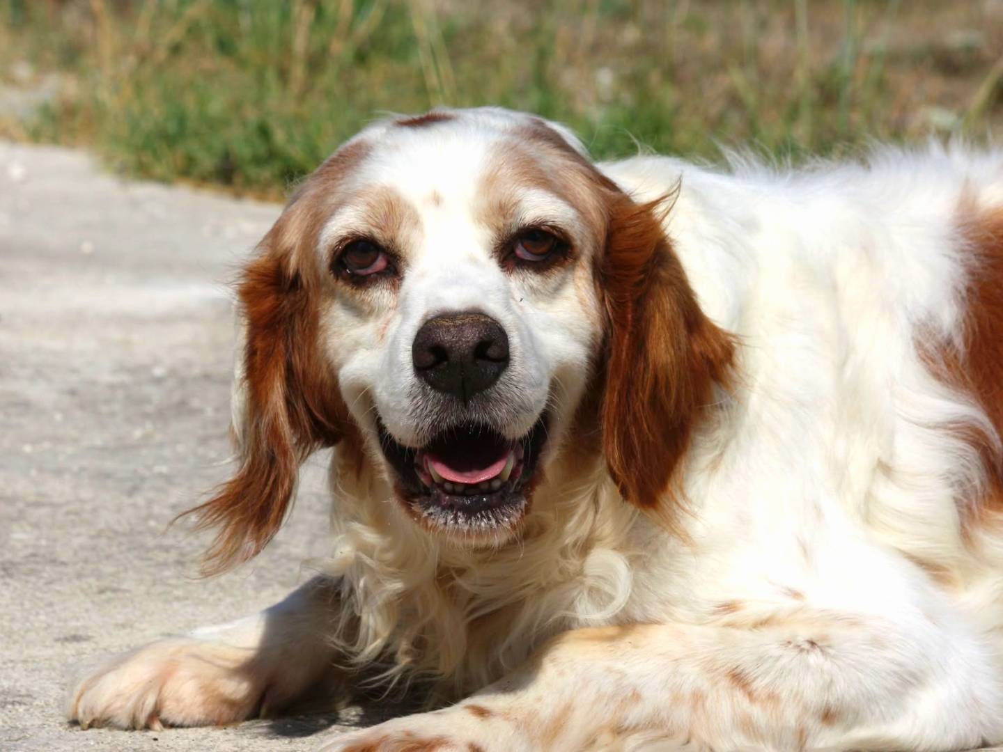 Adotta un cane, maschio, 11 anni e 5 mesi, Bari