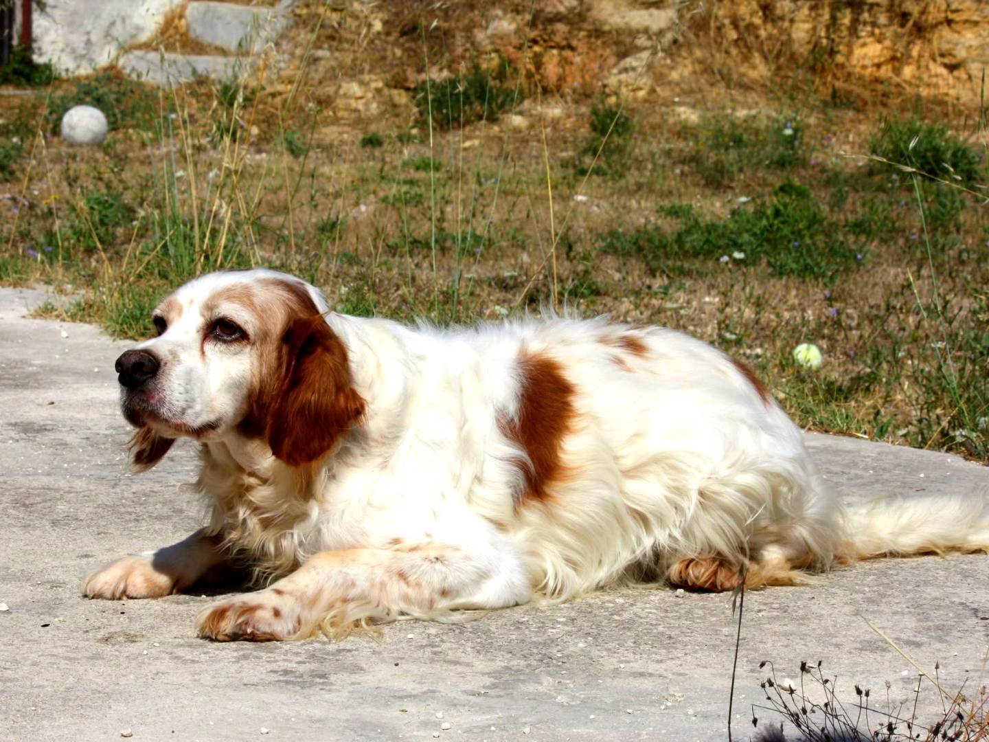 Adotta un cane, taglia media contenuta, maschio, Bari