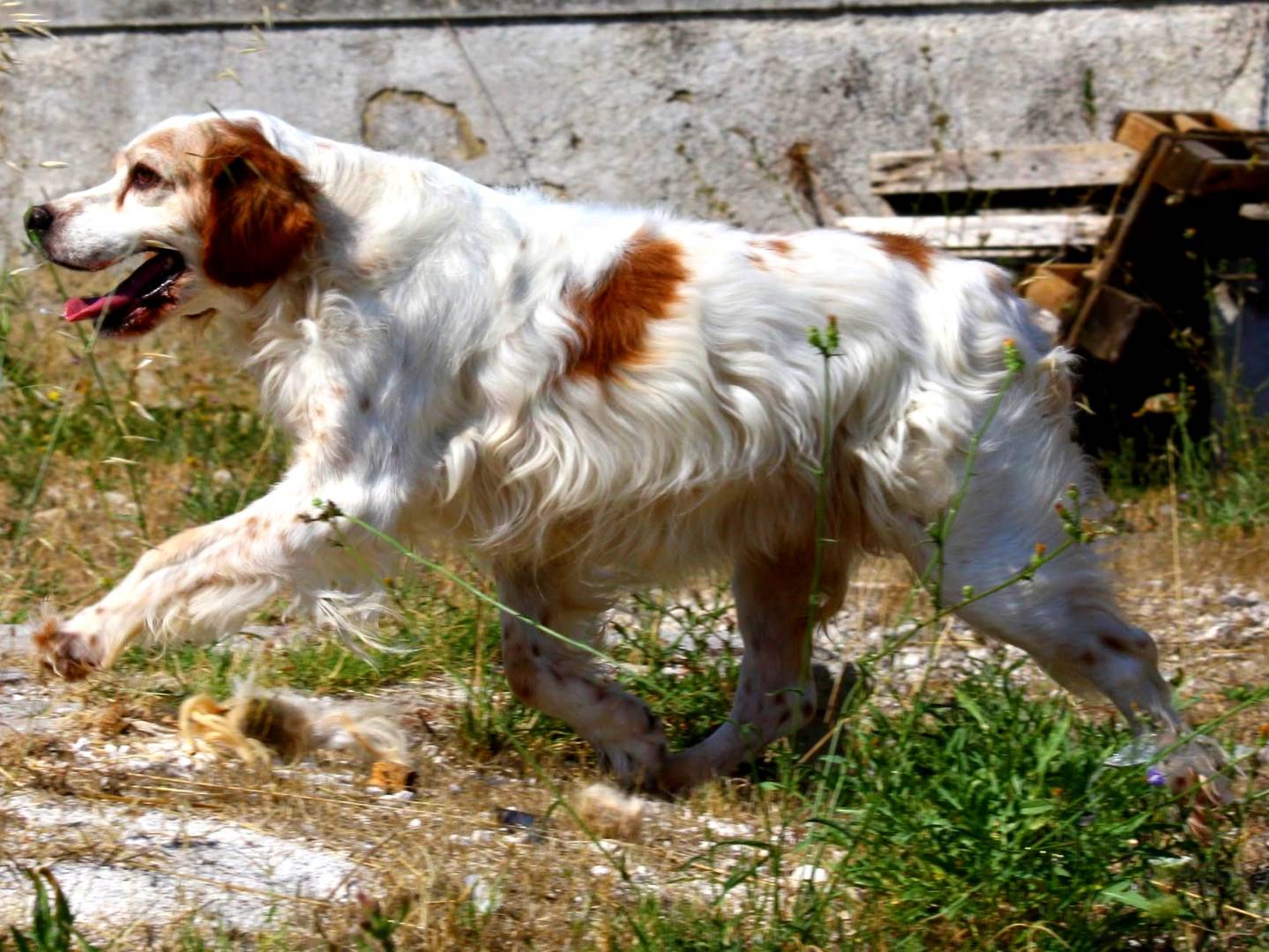 Vuoi adottare un cane a Bari?
