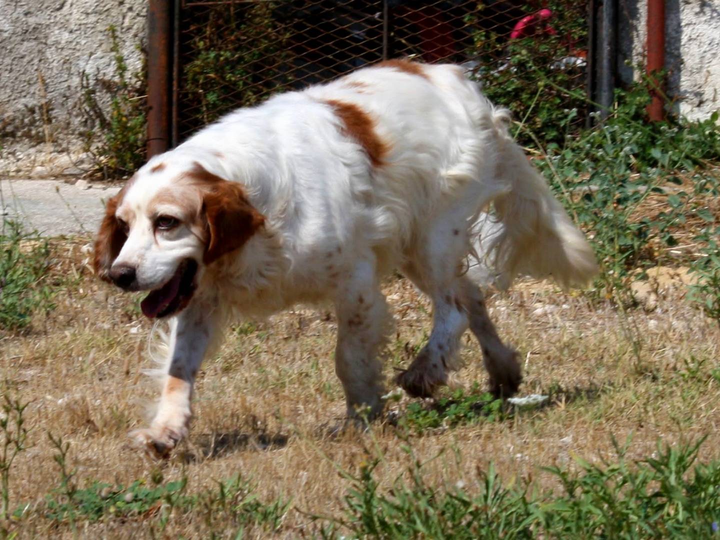 Adotta il cane Bret a Bari