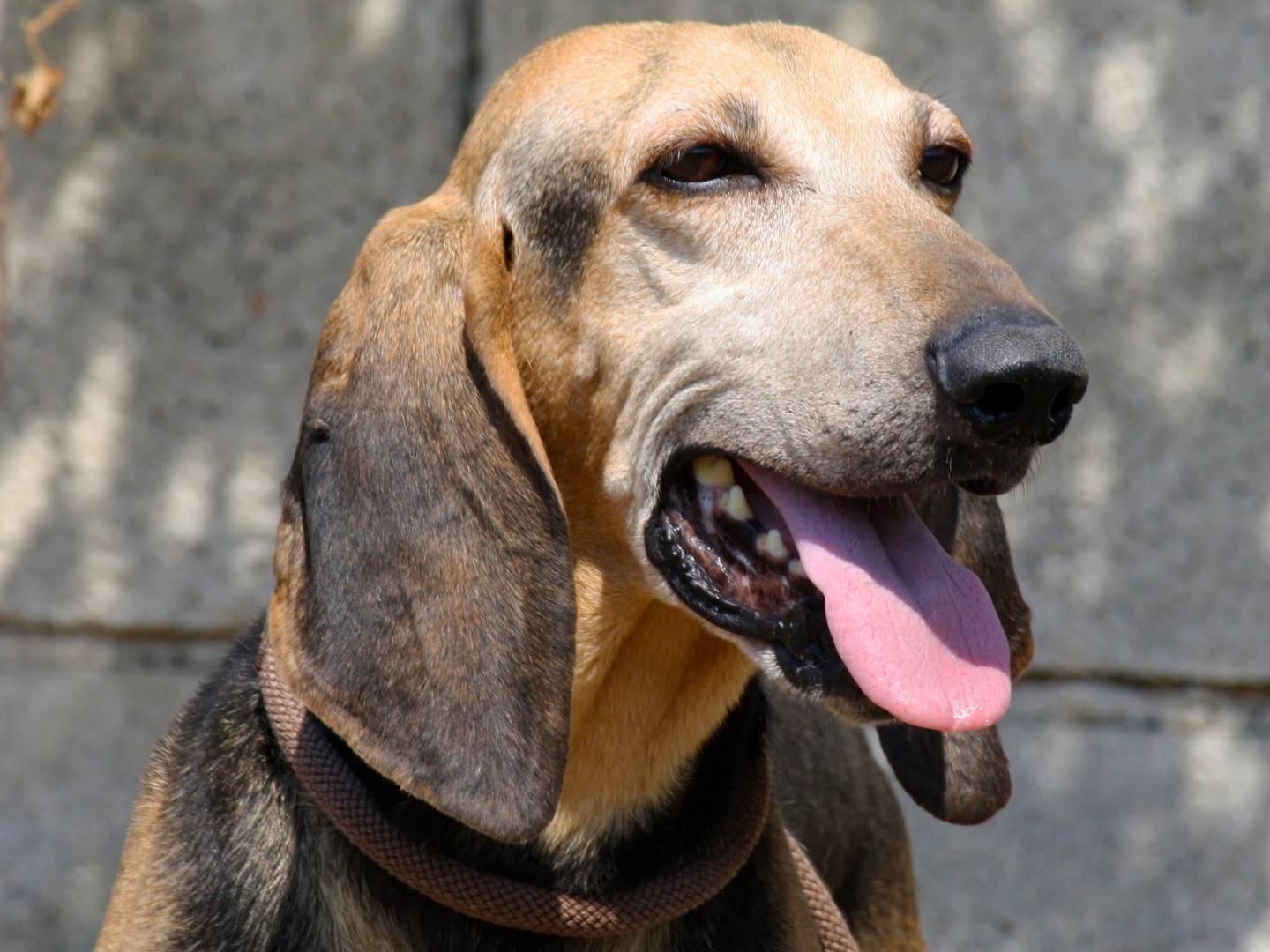 Adozione cane, maschio, Segugio Razza sconosciuta, 4 anni e 4 mesi, taglia media, Bari