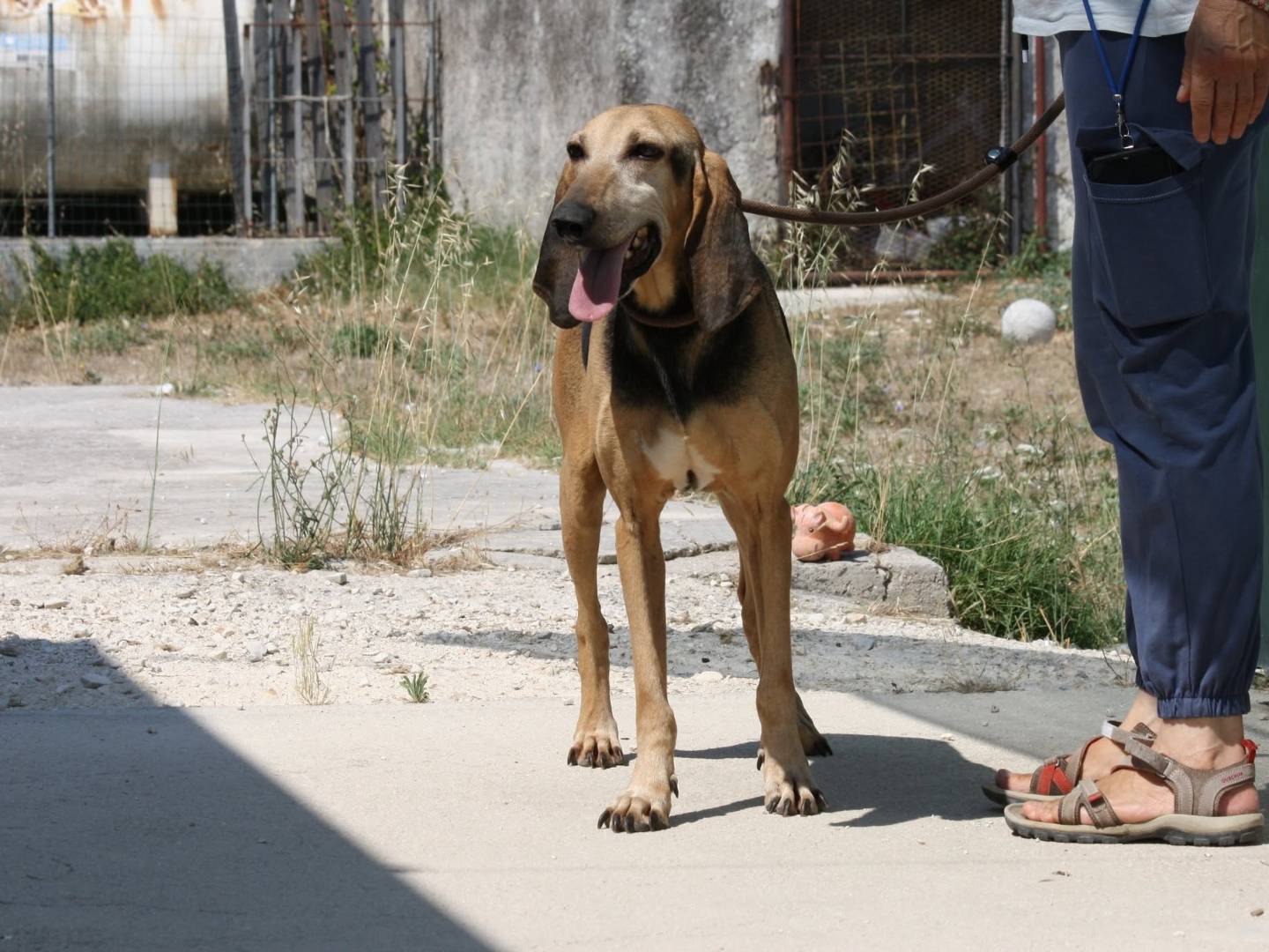 Adotta un cane, maschio, 4 anni e 4 mesi, Bari