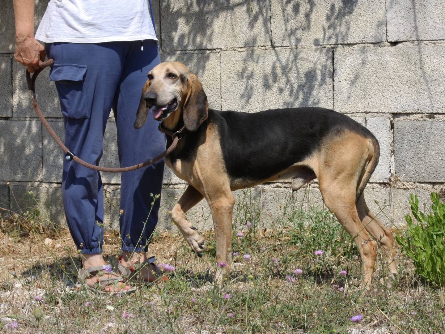 Adotta un cane, taglia media, maschio, Bari