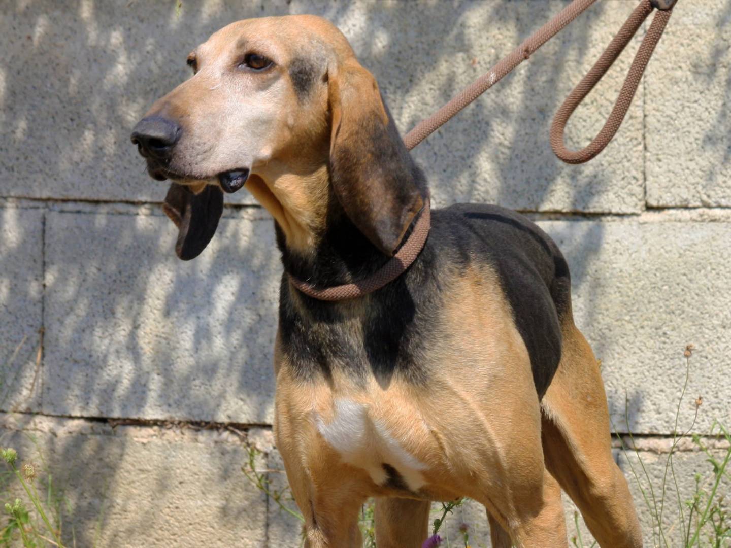 Vuoi adottare un cane a Bari?