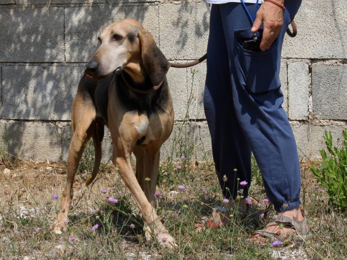Adotta il cane Pippo a Bari