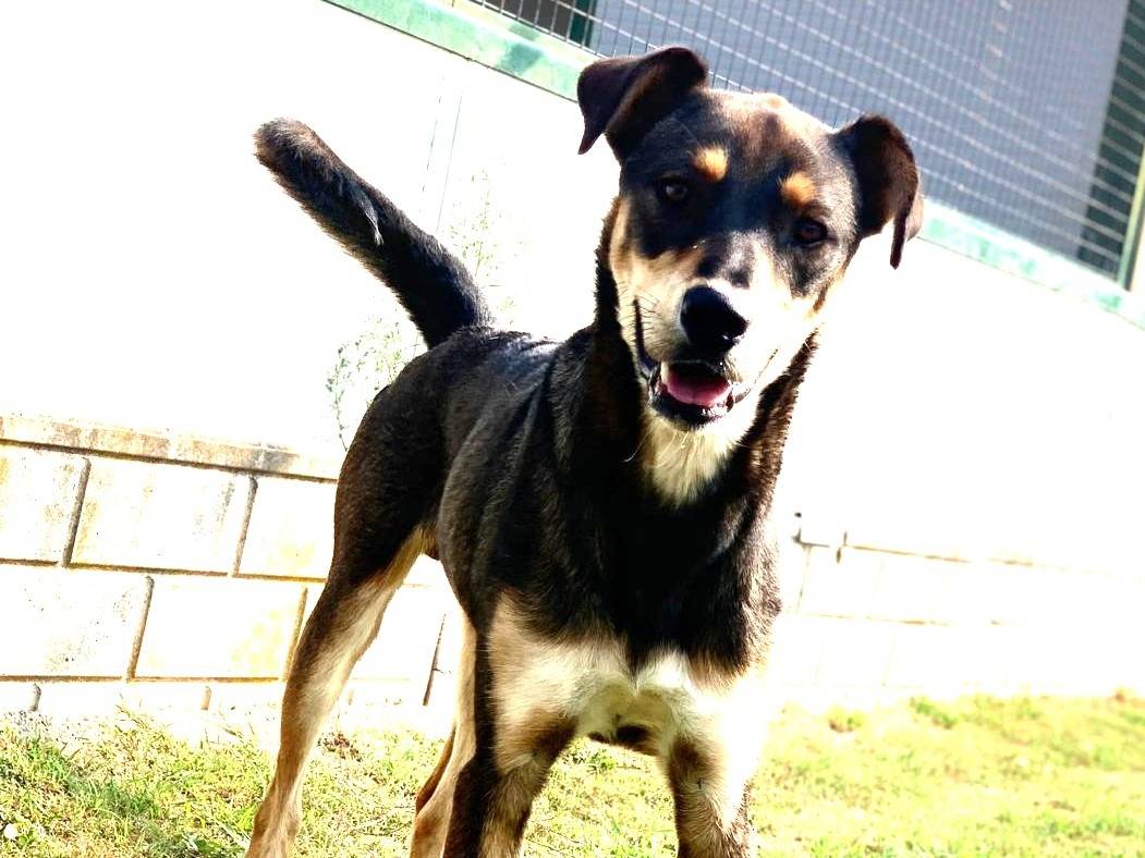 Adozione cane, maschio, Razza sconosciuta Razza sconosciuta, 3 anni e 5 mesi, taglia media, Como