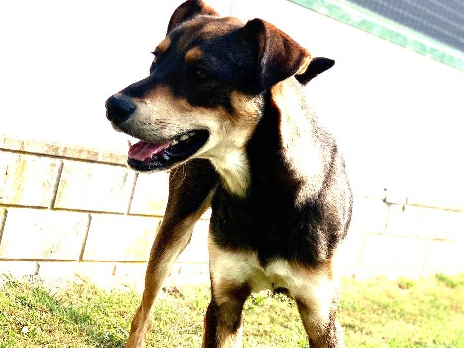 Adotta un cane, maschio, 3 anni e 5 mesi, Como