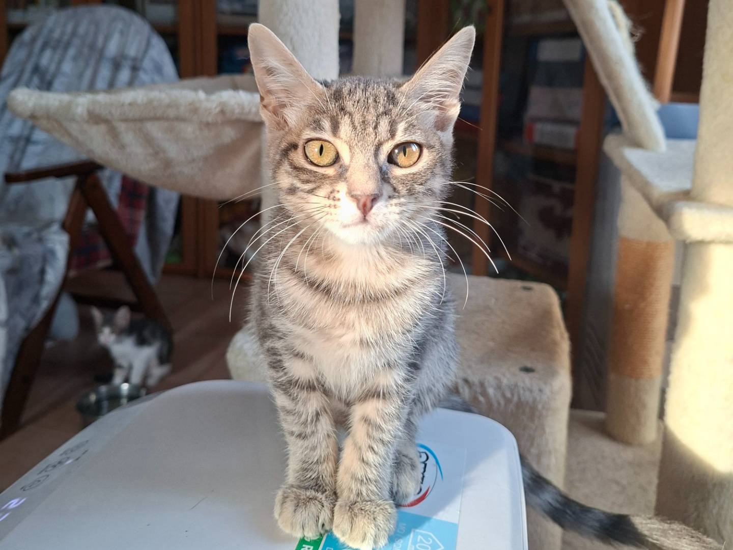 Adozione gatto, femmina, Razza sconosciuta Razza sconosciuta, 3 mesi, taglia non valida, Viterbo