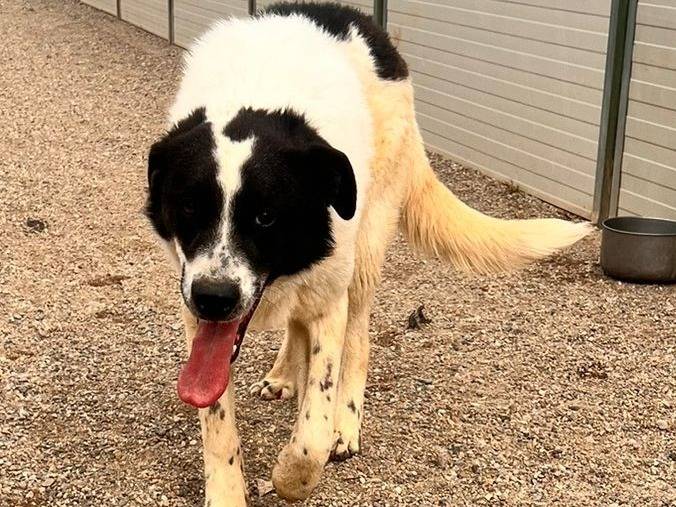 Adozione cane, maschio, Razza sconosciuta Razza sconosciuta, 3 anni e 5 mesi, taglia grande, Como