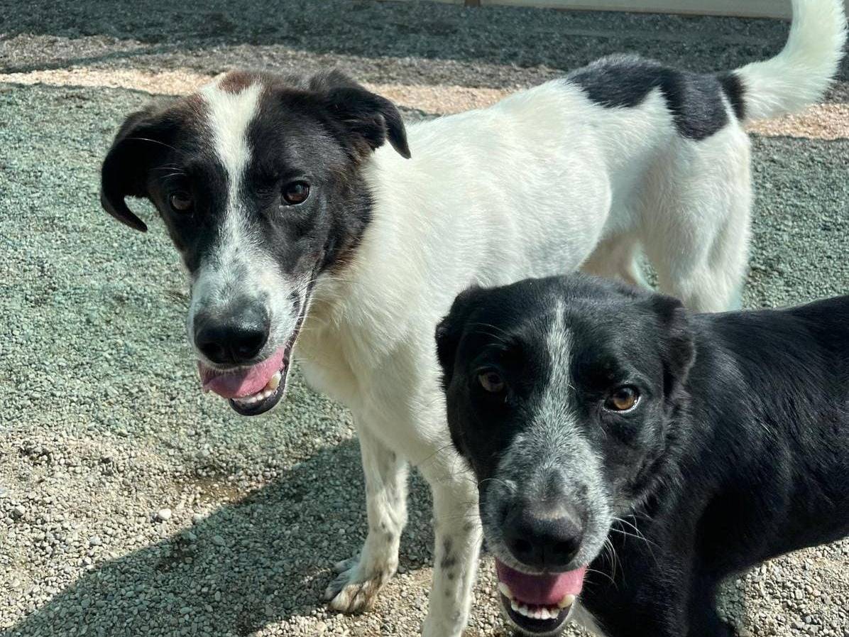 Adotta un cane, maschio, 3 anni e 5 mesi, Como