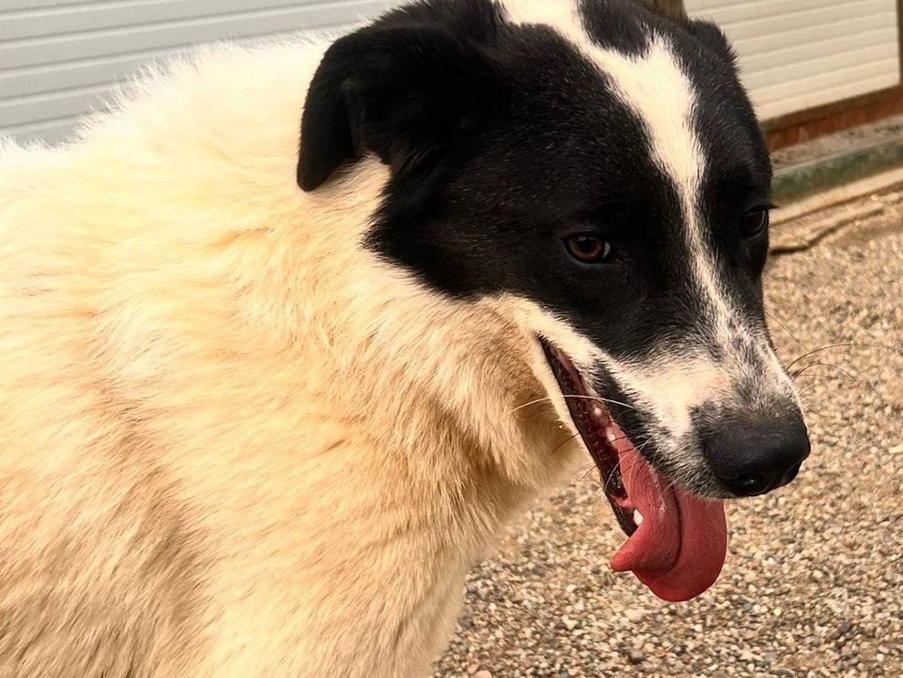 Adotta un cane, taglia grande, maschio, Como