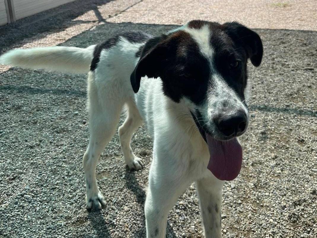 Adotta il cane Garofano a Como