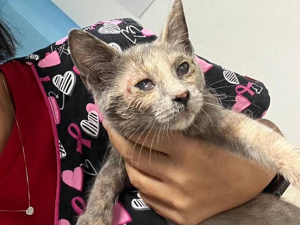 Adozione gatto, femmina, Razza sconosciuta Razza sconosciuta, 4 mesi, taglia non valida, Messina