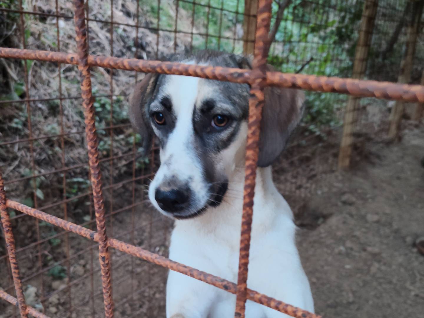 Adozione cane, femmina, Razza sconosciuta Razza sconosciuta, 1 anno e 1 mese, taglia media, Catanzaro