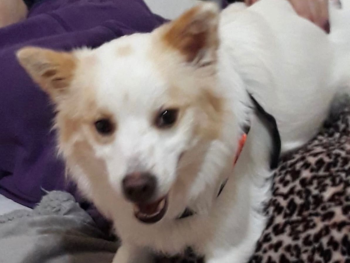 Adotta un cane, maschio, 8 anni, Milano