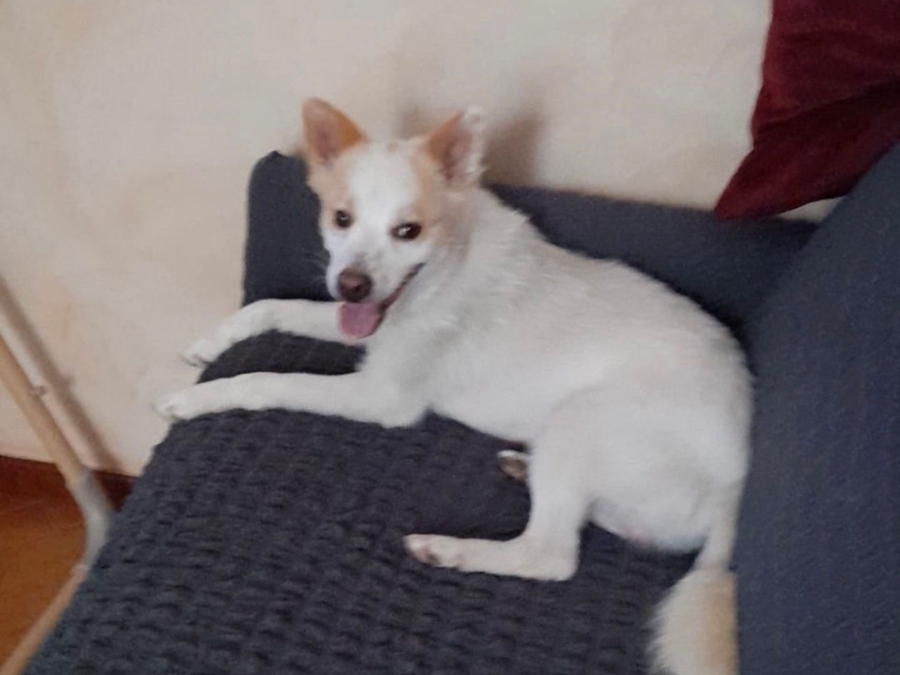 Adotta un cane, taglia piccola, maschio, Milano