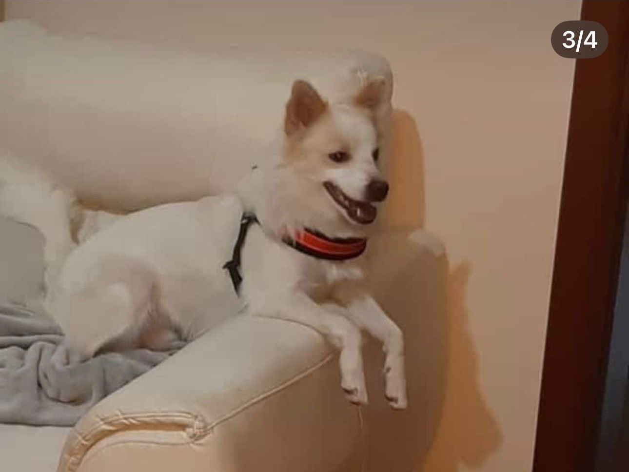 Vuoi adottare un cane a Milano?