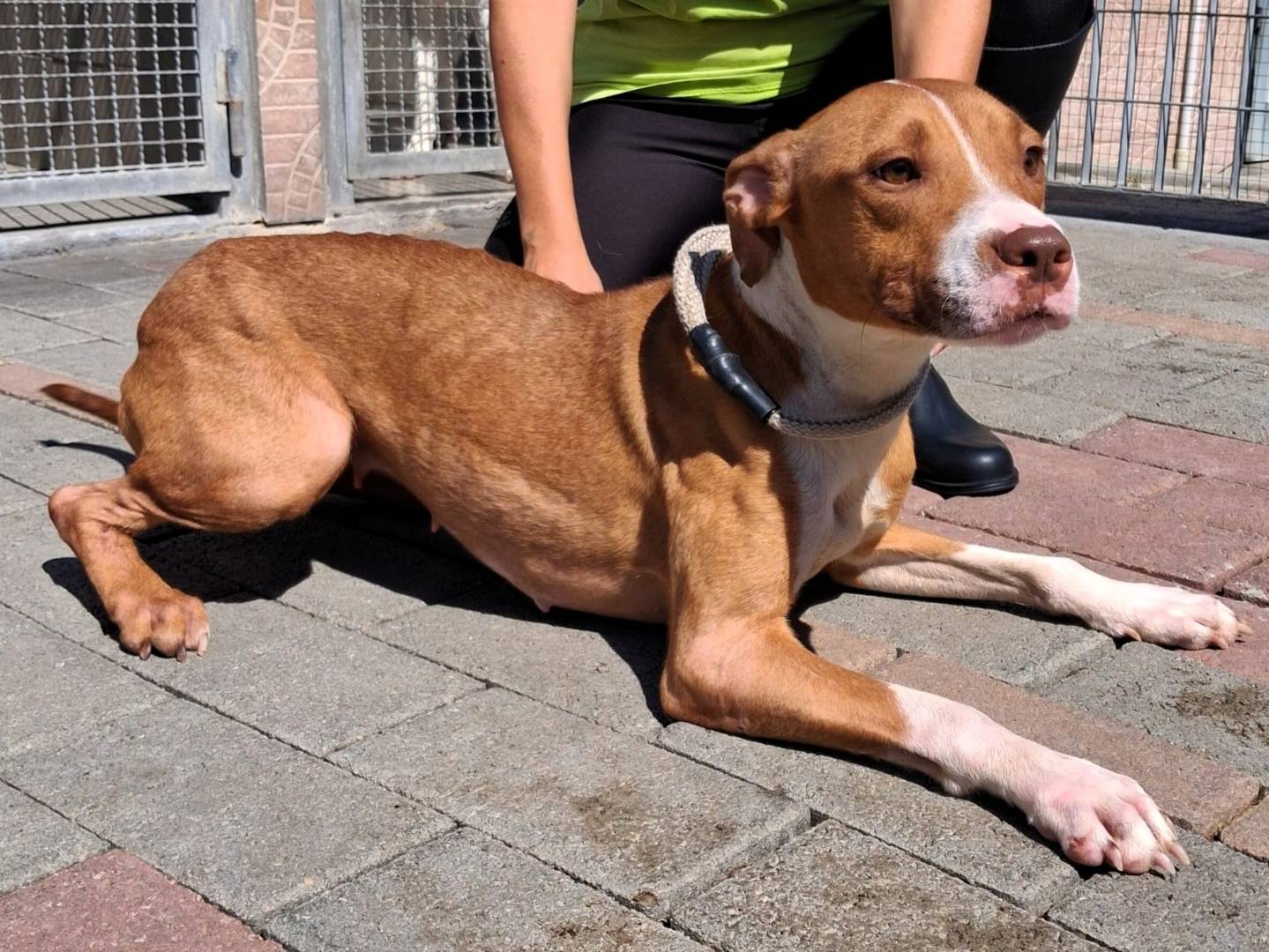 Adozione cane, femmina, Razza sconosciuta Razza sconosciuta, 2 anni e 2 mesi, taglia media, Milano