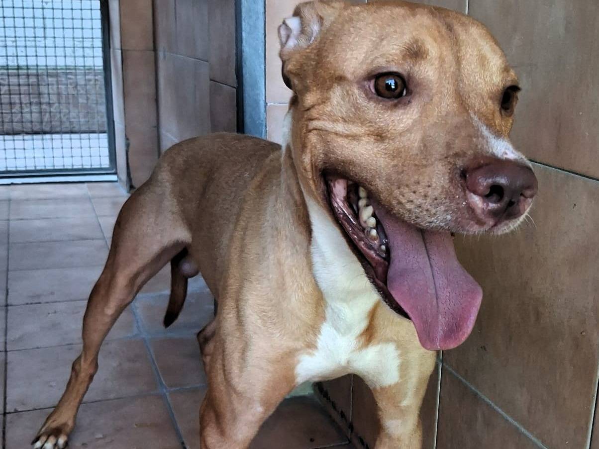 Adotta un cane, femmina, 2 anni e 2 mesi, Milano