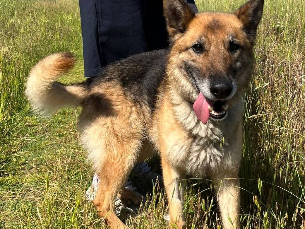 Adozione cane, maschio, Razza sconosciuta Razza sconosciuta, 8 anni e 6 mesi, taglia grande, Milano
