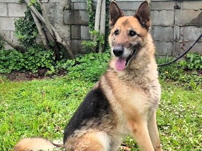 Adotta un cane, maschio, 8 anni e 6 mesi, Milano