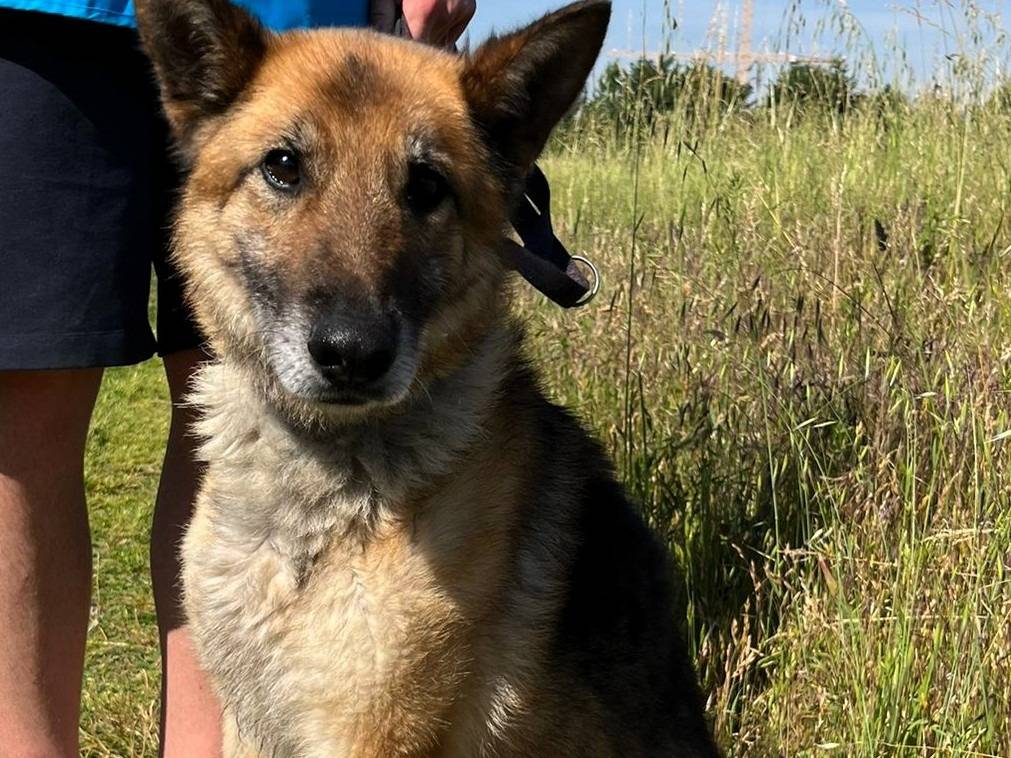 Adotta un cane, taglia grande, maschio, Milano