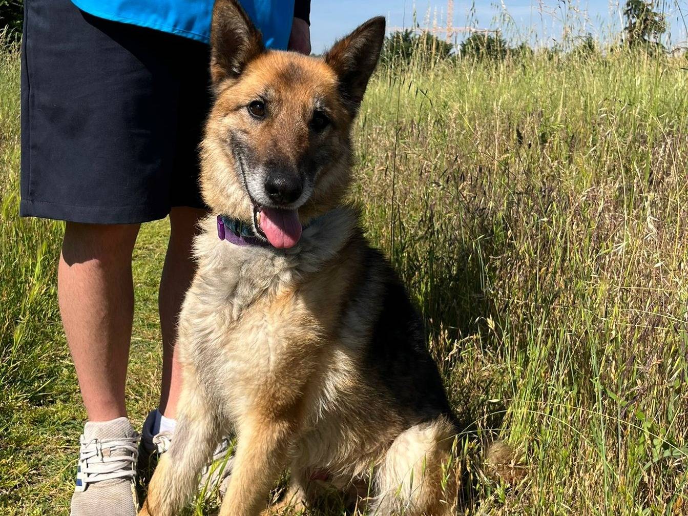 Vuoi adottare un cane a Milano?
