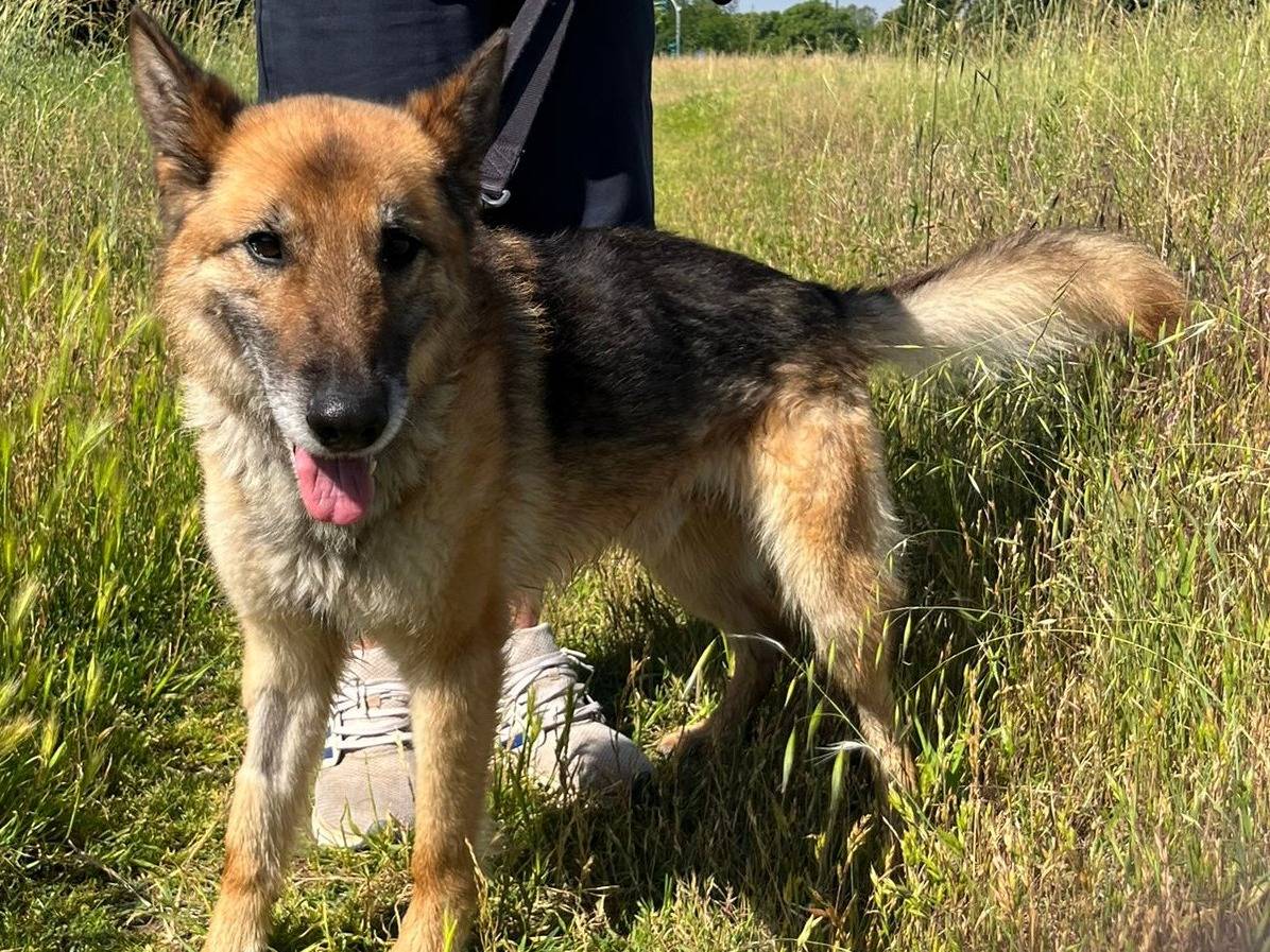 Adotta il cane CICCILLO a Milano