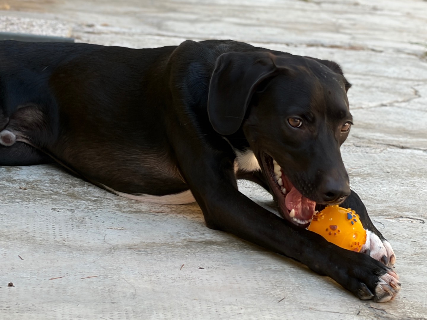Adotta il cane Renzo a Milano