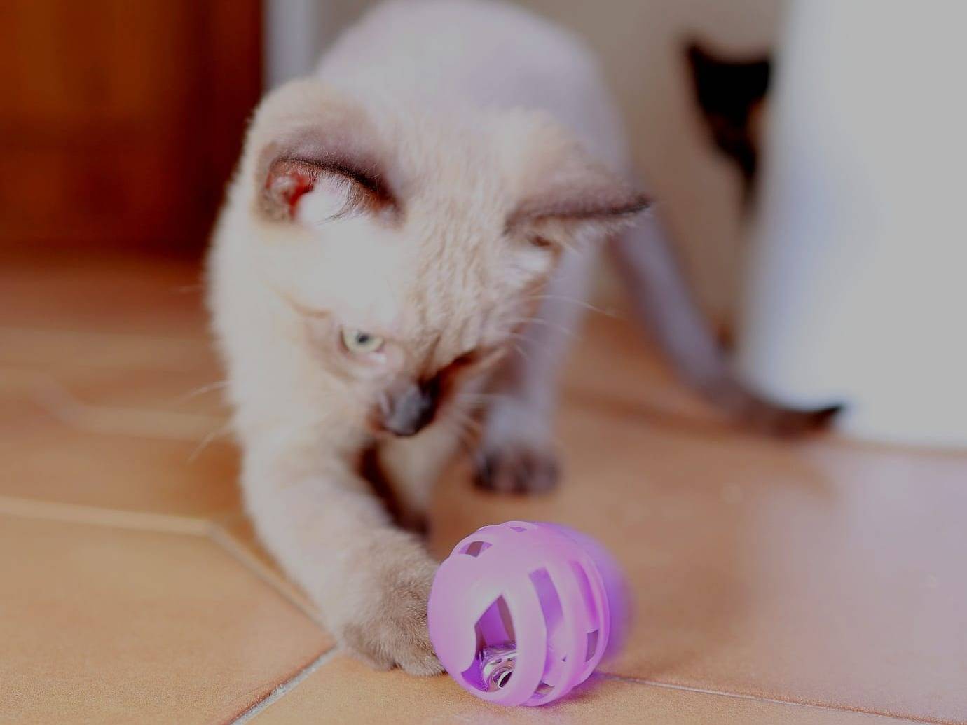 Adotta un gatto, femmina, 3 mesi, Brescia