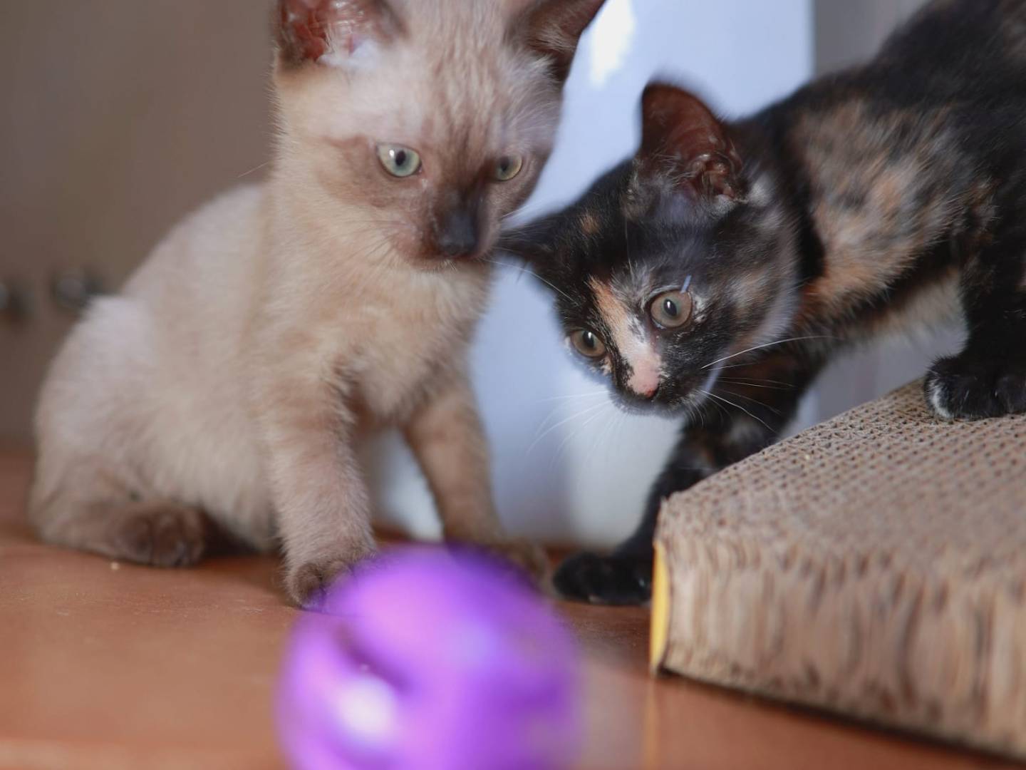 Adozione gatto, femmina, Razza sconosciuta Razza sconosciuta, 3 mesi, taglia non valida, Brescia