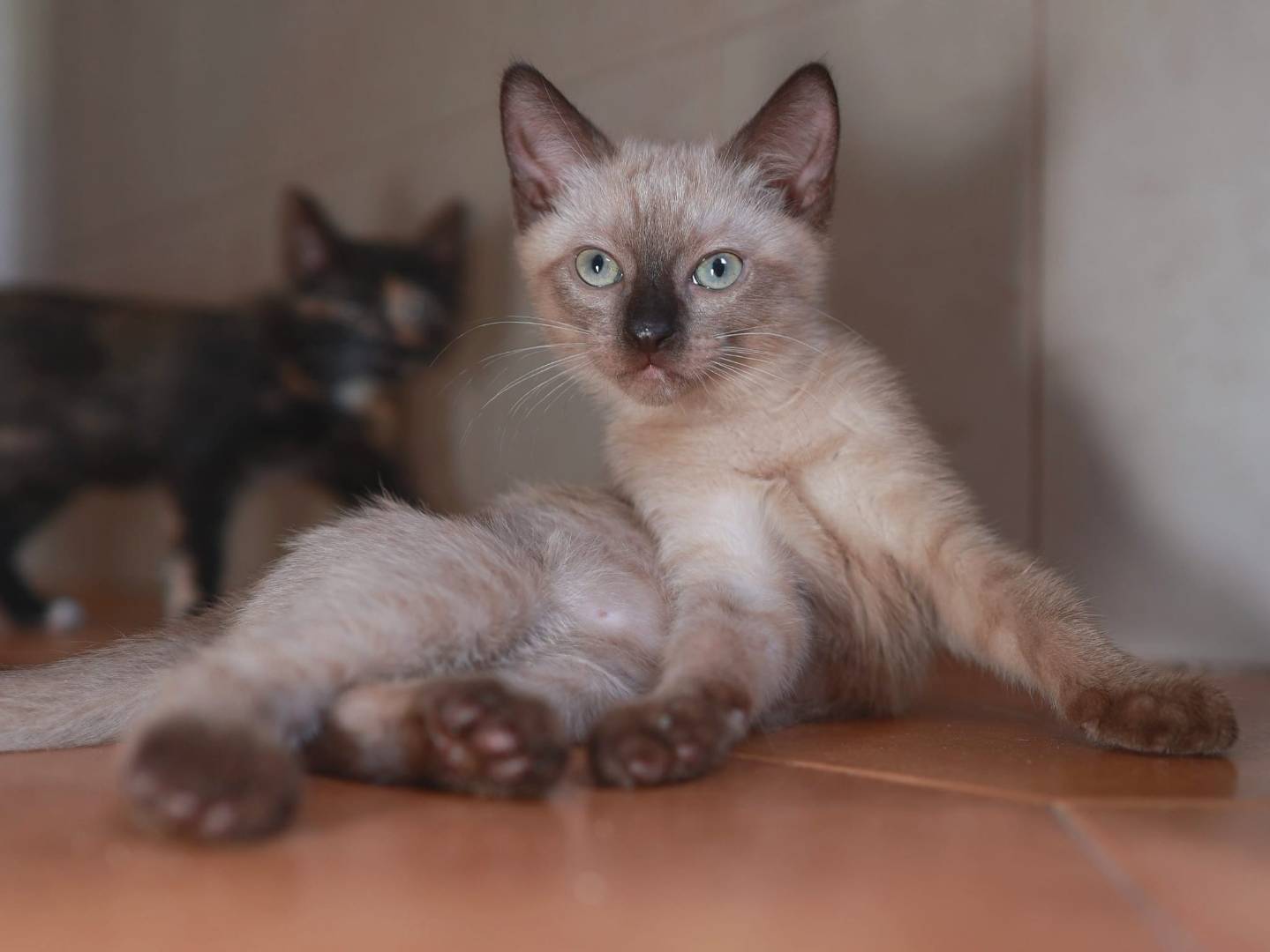 Adotta un gatto, taglia non valida, femmina, Brescia