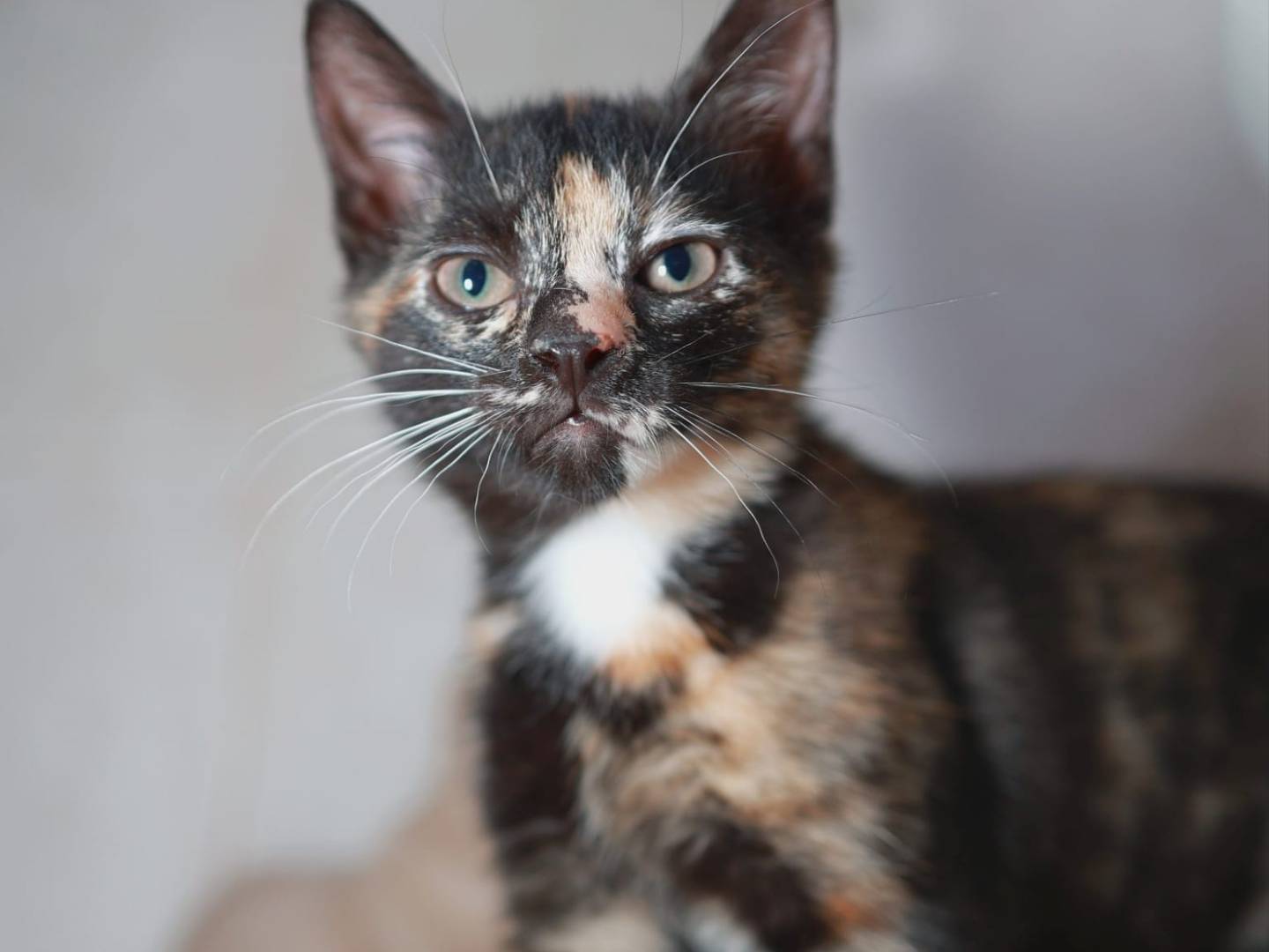 Vuoi adottare un gatto a Brescia?