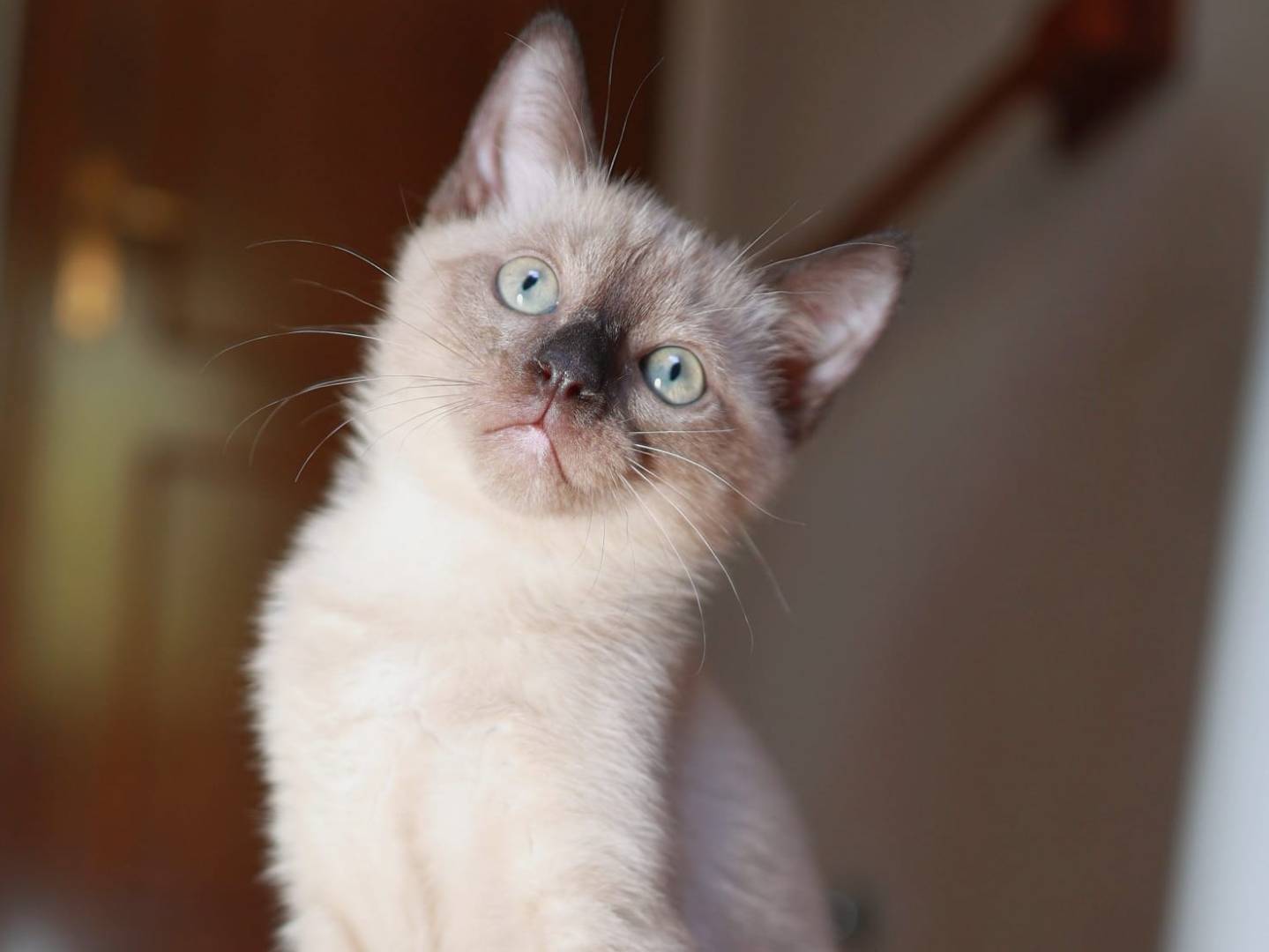 Adotta il gatto Sabri e Aldi  a Brescia