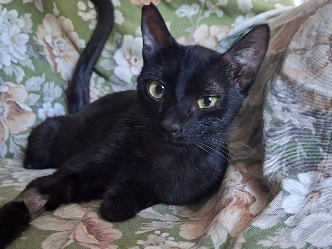 Adozione gatto, femmina, Razza sconosciuta Razza sconosciuta, 8 mesi, taglia non valida, Forl