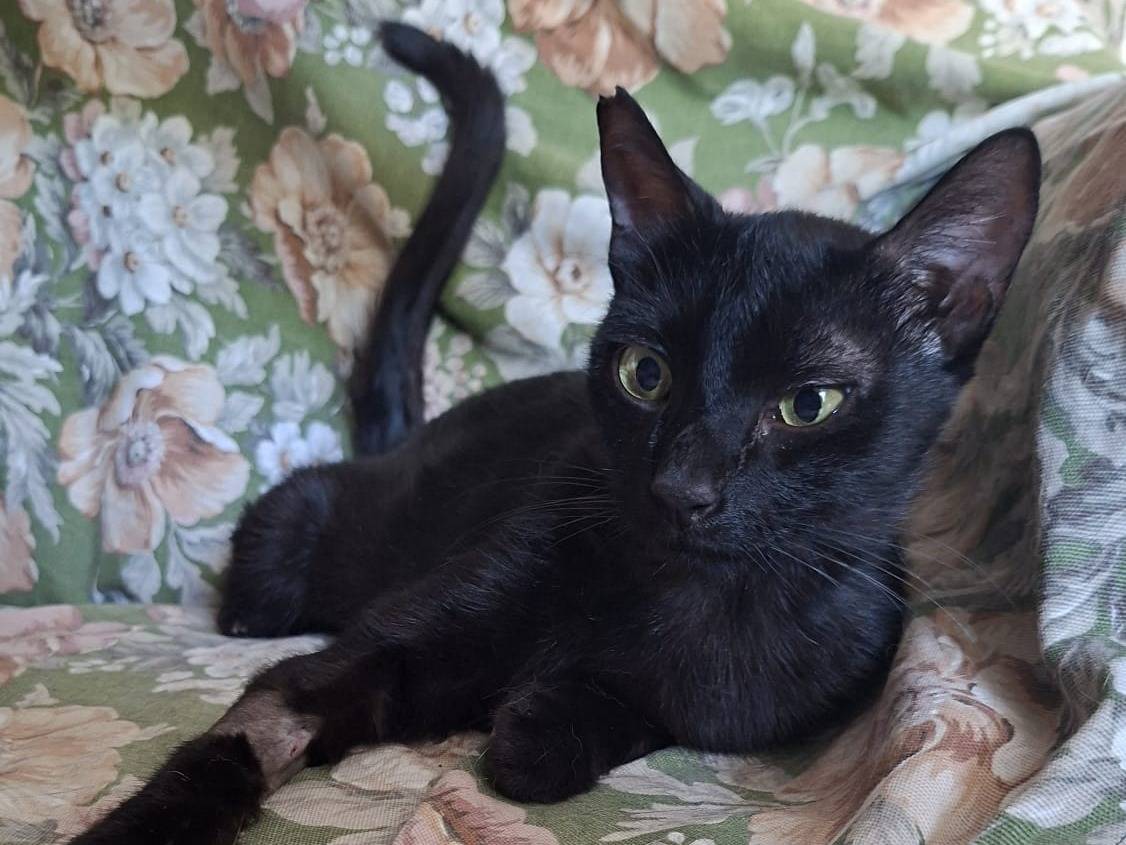 Adotta un gatto, femmina, 8 mesi, Forl