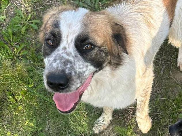 Adozione cane, femmina, Razza sconosciuta Razza sconosciuta, 1 anno e 1 mese, taglia media, Crotone