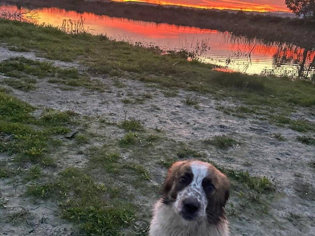 Adotta un cane, femmina, 1 anno e 1 mese, Crotone