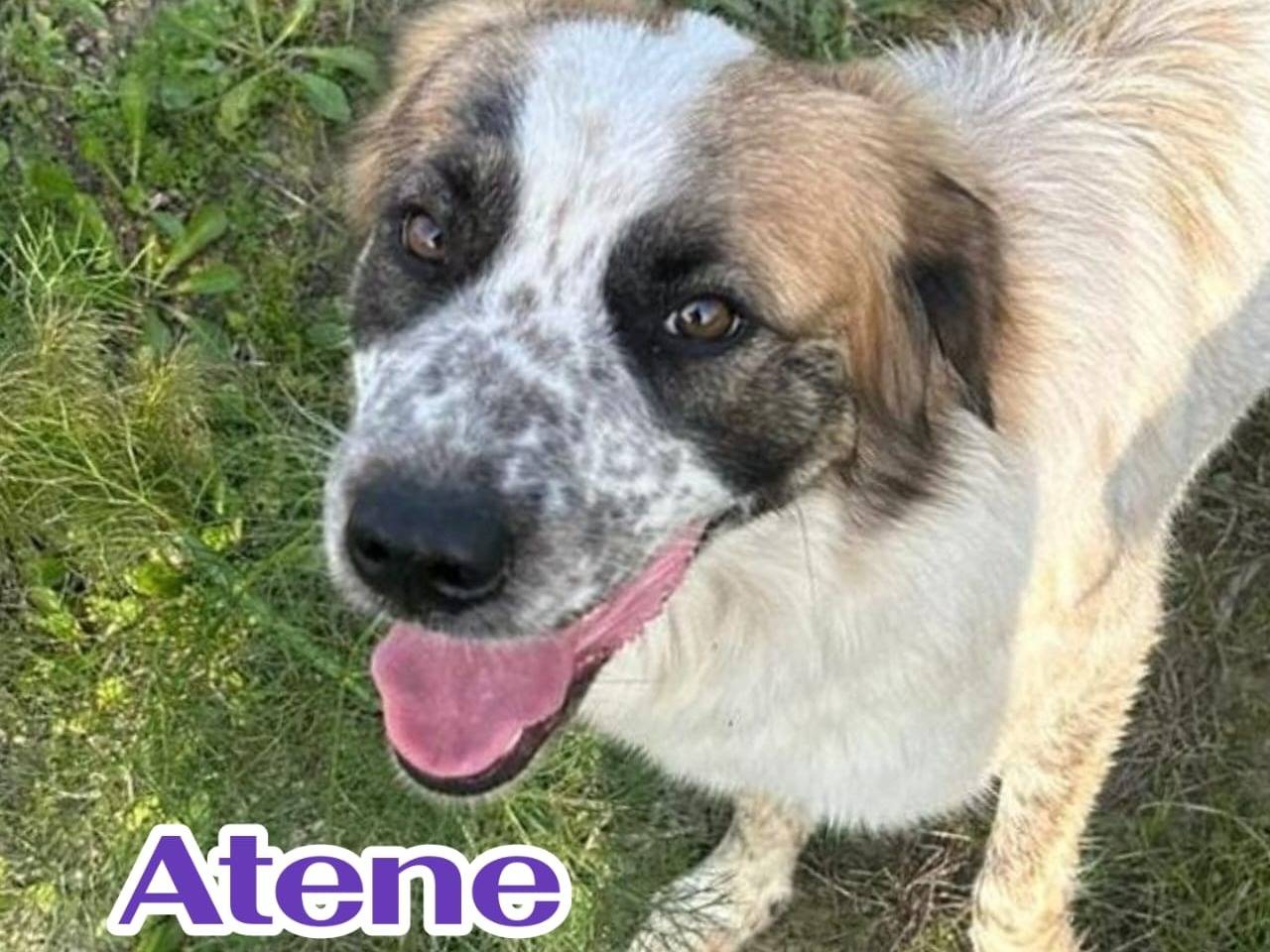 Adotta un cane, taglia media, femmina, Crotone