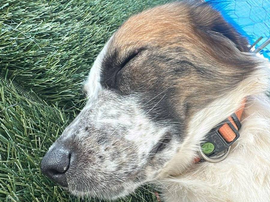 Vuoi adottare un cane a Crotone?