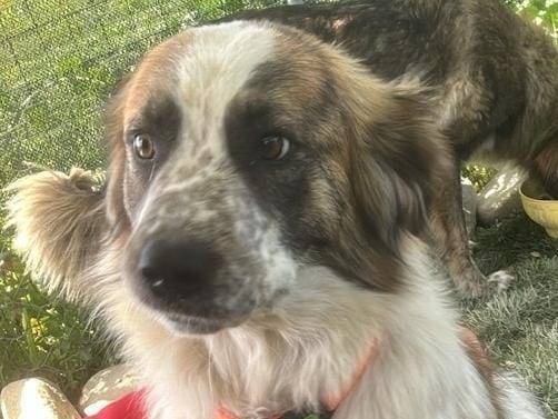 Adotta il cane Atene a Crotone