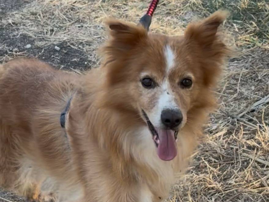 Adozione cane, maschio, Volpino di Pomerania Razza sconosciuta, 6 anni e 1 mese, taglia media contenuta, Crotone