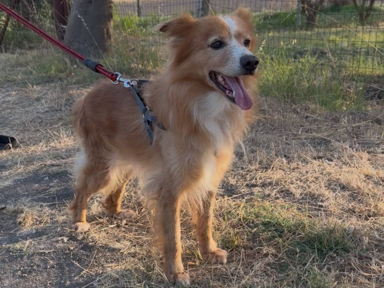 Adotta un cane, maschio, 6 anni e 1 mese, Crotone