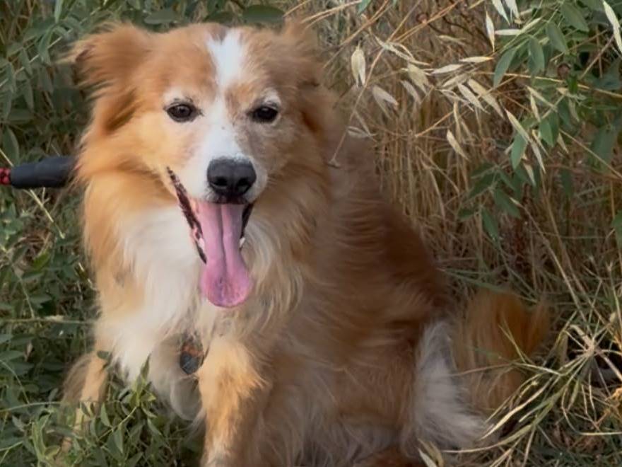 Adotta un cane, taglia media contenuta, maschio, Crotone