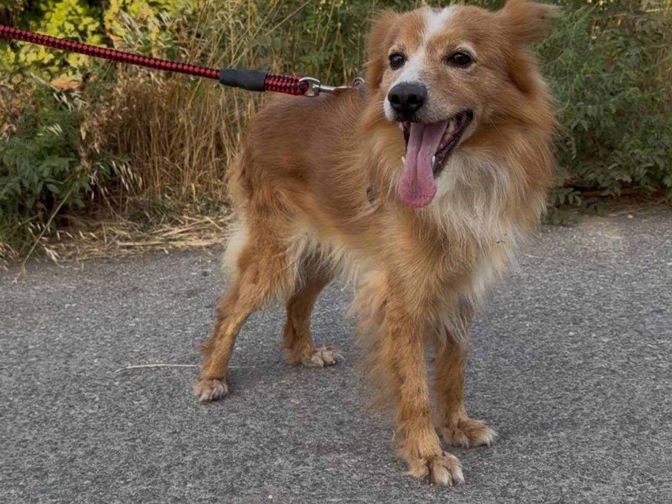 Vuoi adottare un cane a Crotone?