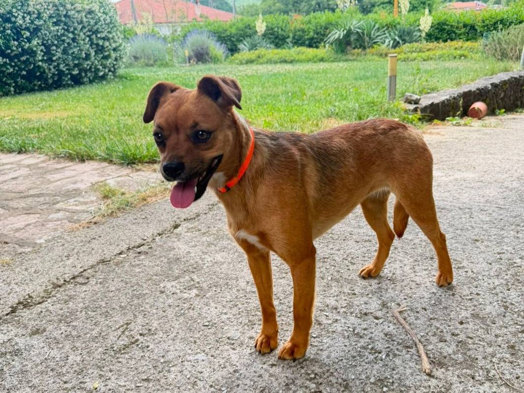 Adotta un cane, femmina, 2 anni e 2 mesi, Savona