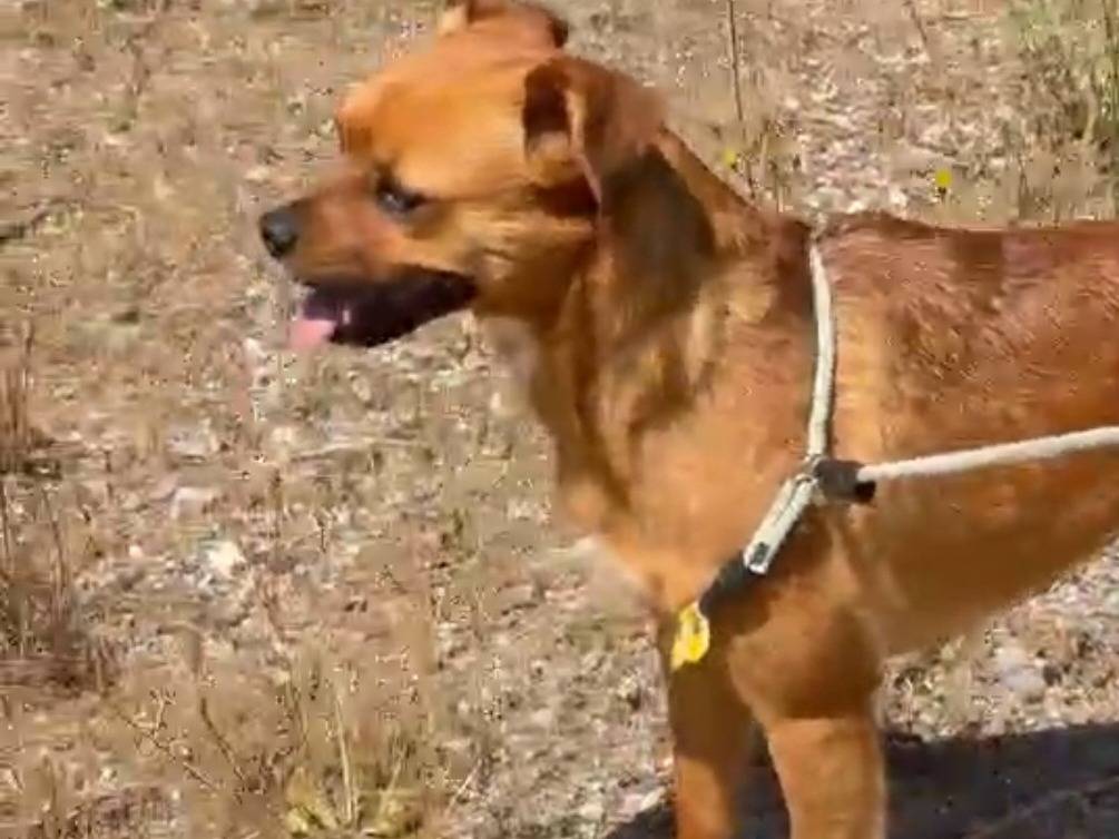 Adozione cane, femmina, Razza sconosciuta Razza sconosciuta, 2 anni e 2 mesi, taglia media contenuta, Savona