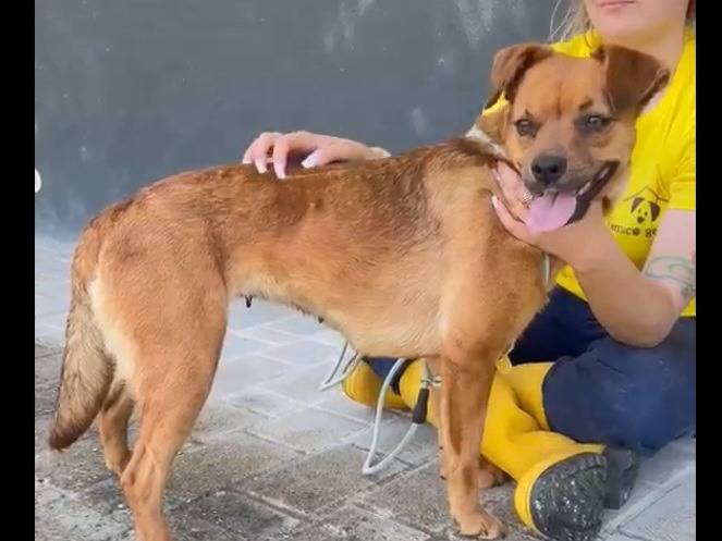 Adotta un cane, taglia media contenuta, femmina, Savona