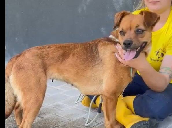 Vuoi adottare un cane a Savona?